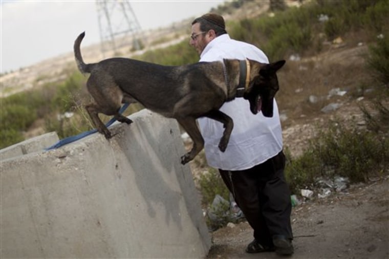 Israeli Mike Guzafsky, 47, a settler who trains guard and attack dogs for settlements, performs a training exercise with a dog in the West Bank settlement of Elazar, near Jerusalem, on Aug. 30. sraeli soldiers, policemen and West Bank settlers are rehearsing for a new kind of possible unrest this month when Palestinians plan to hold mass demonstrations supporting their bid to win recognition of an independent state at the United Nations. 
